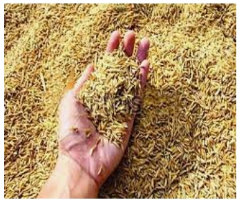 साधन सहकारी समितियों पर अभी नहीं शुरू हो सकी धान खरीद