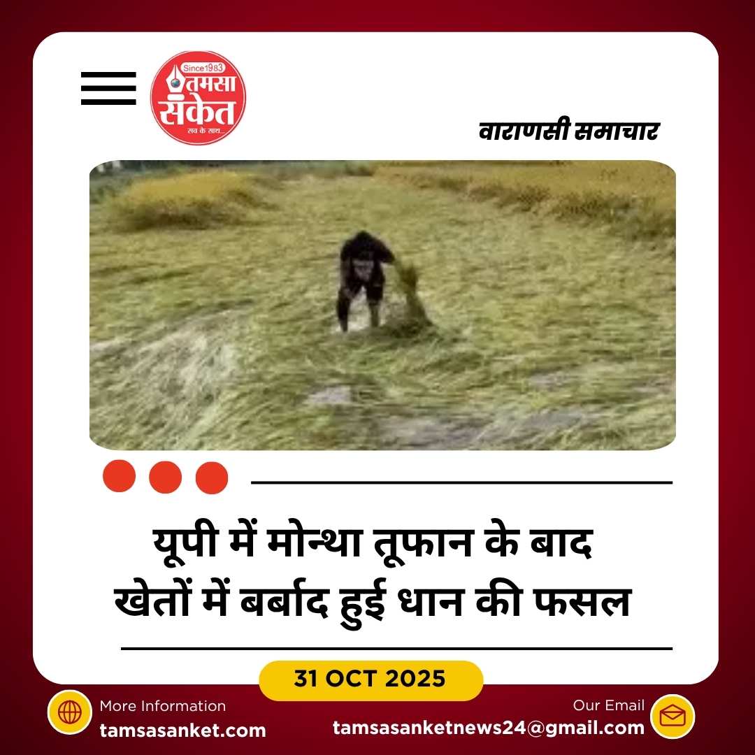 यूपी में मोंथा तूफान का असर: धान की फसल बर्बाद