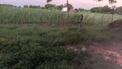 अम्बेडकरनगर के मुबारकपुर पिकार स्थित डीह बाबा स्थल और पानी की टंकी के आसपास उगी घनी झाड़ियां।