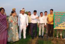 अम्बेडकरनगर के आत्मा फार्म स्कूल में डीएसआर तकनीक से तैयार धान की फसल का निरीक्षण करती जिलाधिकारी ईशा प्रिया और कृषि अधिकारी।