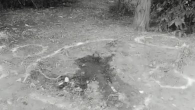 अंबेडकरनगर के बेवाना क्षेत्र में STF मुठभेड़ के बाद घटनास्थल पर जांच करती पुलिस और सुरक्षा बल।