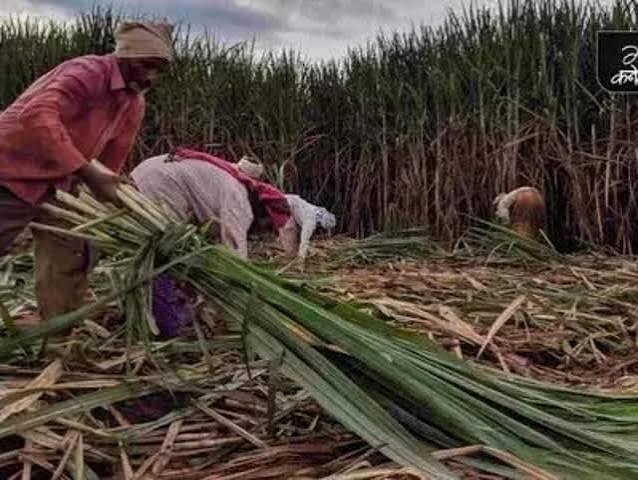 गन्ना खेत में किसानों के लिए गुणवत्तायुक्त कृषि निवेश का प्रतीकात्मक दृश्य।