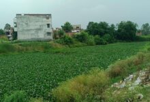अंबेडकरनगर के अकबरपुर क्षेत्र में जलकुंभी और कचरे से प्रभावित तमसा नदी।