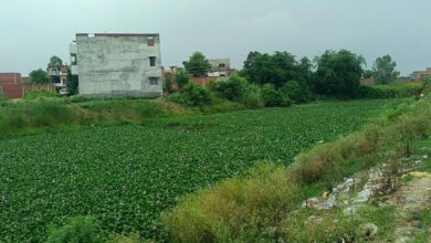 अंबेडकरनगर के अकबरपुर क्षेत्र में जलकुंभी और कचरे से प्रभावित तमसा नदी।