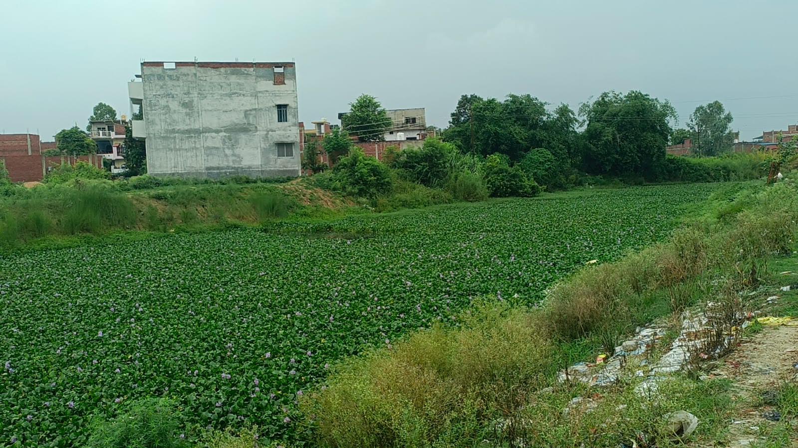 अंबेडकरनगर के अकबरपुर क्षेत्र में जलकुंभी और कचरे से प्रभावित तमसा नदी।