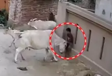 लखनऊ के अर्जुनगंज में पांच वर्षीय बच्ची पर आवारा गाय के हमले का CCTV दृश्य।