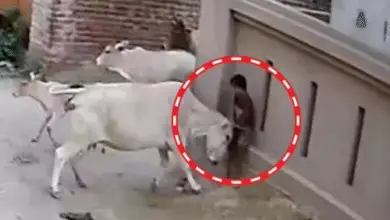 लखनऊ के अर्जुनगंज में पांच वर्षीय बच्ची पर आवारा गाय के हमले का CCTV दृश्य।