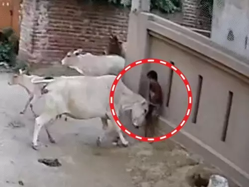 लखनऊ के अर्जुनगंज में पांच वर्षीय बच्ची पर आवारा गाय के हमले का CCTV दृश्य।