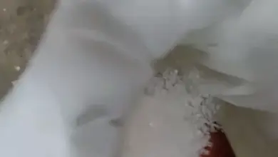चीनी की बढ़ती कीमतों पर मल्लिकार्जुन खड़गे का बयान
