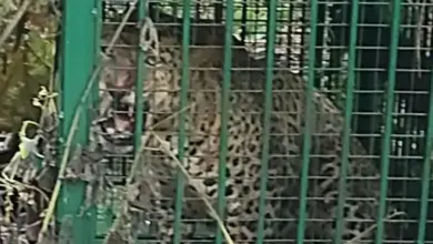 मुरादाबाद के लौंगी खुर्द गांव में ट्रैप केज से रेस्क्यू किया गया तेंदुआ