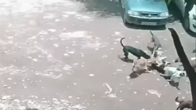 पिंपरी-चिंचवाड़ में चार साल की बच्ची को घेरते आवारा कुत्ते