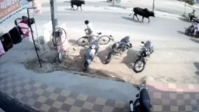 आवारा पशुओं से होने वाले हादसों पर सख्त टिप्पणी करते हुए सुप्रीम कोर्ट का प्रतीकात्मक दृश्य।