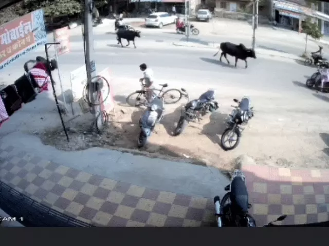 आवारा पशुओं से होने वाले हादसों पर सख्त टिप्पणी करते हुए सुप्रीम कोर्ट का प्रतीकात्मक दृश्य।