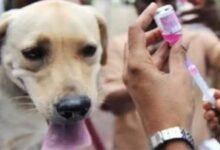 अंबेडकरनगर में कुत्तों के निशुल्क रेबीज टीकाकरण अभियान की जानकारी।