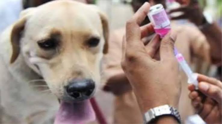 अंबेडकरनगर में कुत्तों के निशुल्क रेबीज टीकाकरण अभियान की जानकारी।
