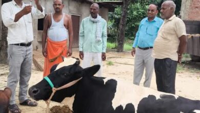 अंबेडकरनगर में गोवंशीय पशुओं को एफएमडी और लम्पी से बचाव के लिए टीका लगाती टीम।