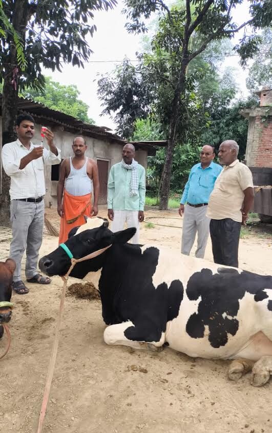 अंबेडकरनगर में गोवंशीय पशुओं को एफएमडी और लम्पी से बचाव के लिए टीका लगाती टीम।