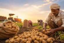 अंबेडकरनगर में निजी शीतगृह में आलू भंडारण कराने वाले किसान।