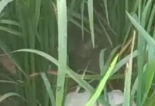 अंबेडकरनगर में बढ़ा सरयू नदी का जलस्तर