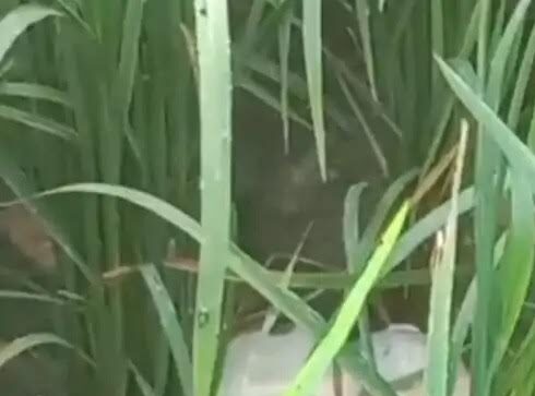 अंबेडकरनगर में बढ़ा सरयू नदी का जलस्तर