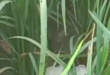 जलालपुर में सड़क किनारे मिला संदिग्ध अवशेष