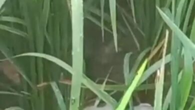 जलालपुर में सड़क किनारे मिला संदिग्ध अवशेष