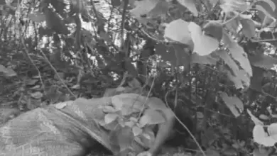 लखनऊ के काकोरी में नहर किनारे महिला का शव मिलने के बाद घटनास्थल पर जांच करती पुलिस।