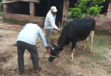 लम्पी से बचाव के लिए गोवंशीय पशुओं का टीकाकरण करते पशु चिकित्सा कर्मी