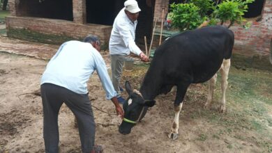 लम्पी से बचाव के लिए गोवंशीय पशुओं का टीकाकरण करते पशु चिकित्सा कर्मी