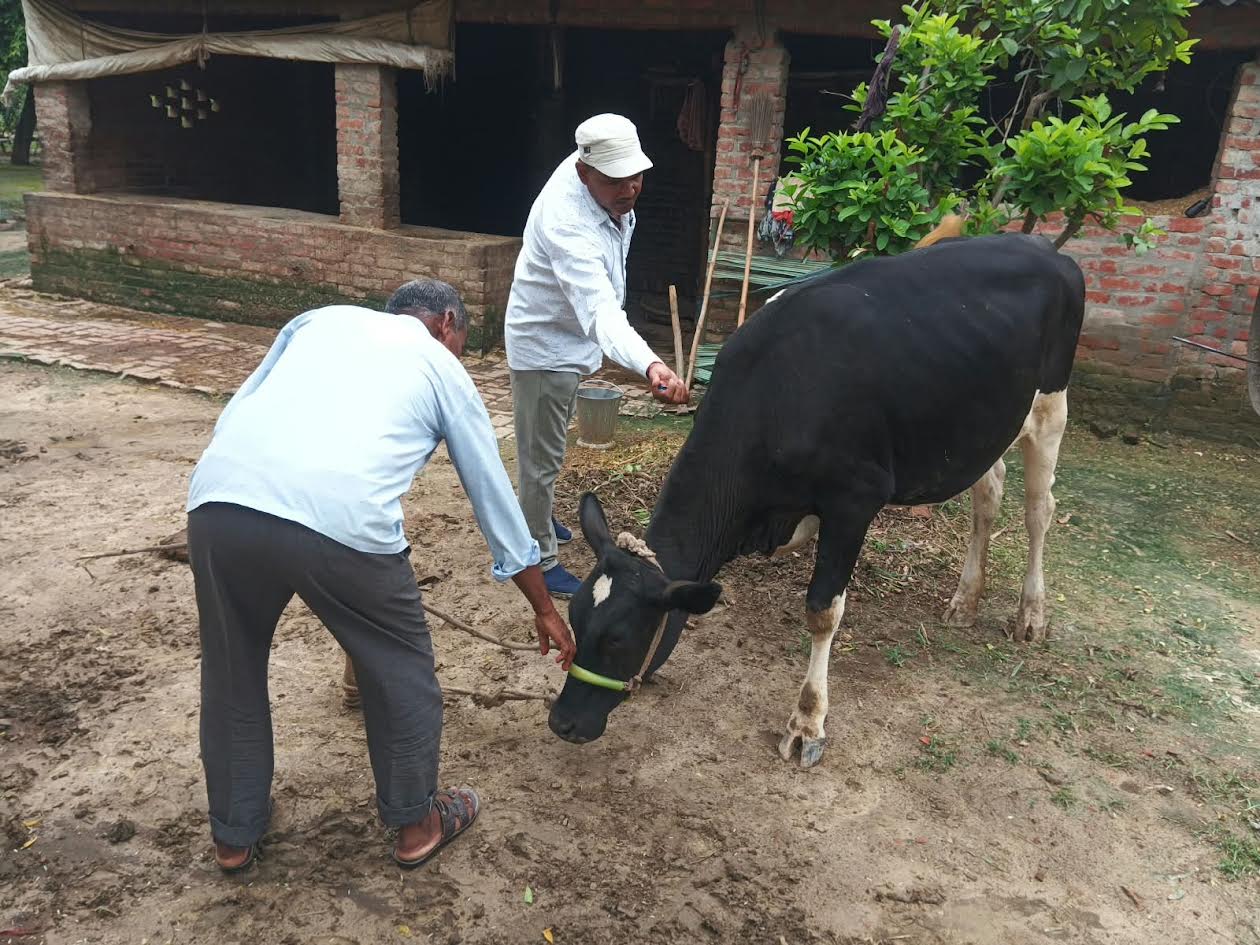 लम्पी से बचाव के लिए गोवंशीय पशुओं का टीकाकरण करते पशु चिकित्सा कर्मी