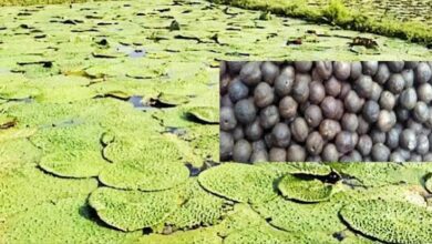 अंबेडकरनगर में मखाना की खेती के लिए किसानों का पंजीयन