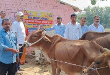 अंबेडकरनगर में सेवा संकल्प अभियान के तहत परिवारों को वितरित किए गए गोवंश।