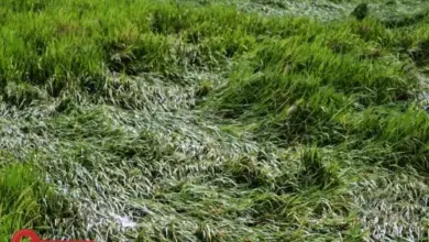 चक्रवाती तूफान अर्नब के बाद ओडिशा में बाढ़ और देश के कई राज्यों में बारिश का अलर्ट।