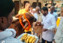 अंबेडकरनगर के जमुनीपुर गांव में पंडित दीनदयाल पशु आरोग्य मेले के दौरान पशुओं का उपचार करते पशु चिकित्सक
