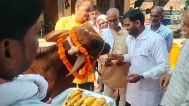 अंबेडकरनगर के जमुनीपुर गांव में पंडित दीनदयाल पशु आरोग्य मेले के दौरान पशुओं का उपचार करते पशु चिकित्सक