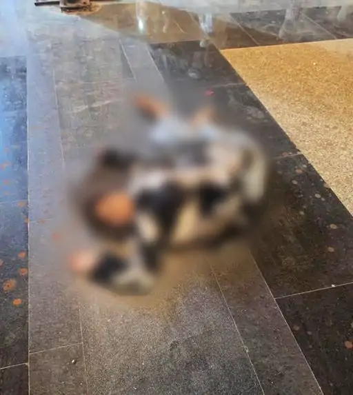 लखनऊ के समरीन हत्याकांड में आरोपी बॉयफ्रेंड अवनीश जायसवाल के कोर्ट में सरेंडर से जुड़ी खबर।