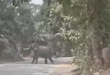 वाराणसी के रामनगर स्थित पंचवटी मैदान से निकलकर सड़क पर पहुंचे बेकाबू हाथी को काबू करने के लिए तैनात पुलिस, वन विभाग और एनडीआरएफ की टीम।