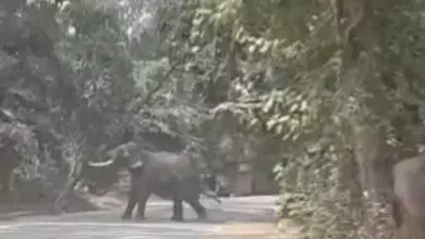 वाराणसी के रामनगर स्थित पंचवटी मैदान से निकलकर सड़क पर पहुंचे बेकाबू हाथी को काबू करने के लिए तैनात पुलिस, वन विभाग और एनडीआरएफ की टीम।