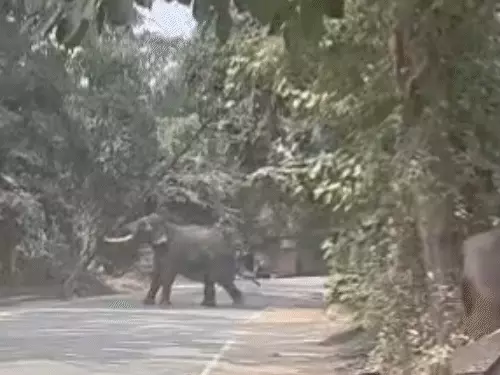 वाराणसी के रामनगर स्थित पंचवटी मैदान से निकलकर सड़क पर पहुंचे बेकाबू हाथी को काबू करने के लिए तैनात पुलिस, वन विभाग और एनडीआरएफ की टीम।